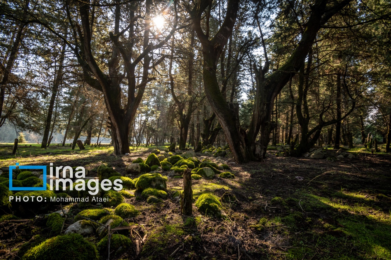 هشدار منابع طبیعی گیلان: در عرصه‌های جنگلی و مراتع آتش روشن نکنید