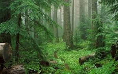 احیای فضاهای خالی عرصه های جنگلی گیلان با کمک ۹ نهالستان