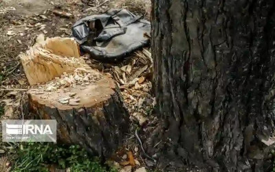 علت قطع درختان در امام‌زاده هاشم رشت چه بود؟